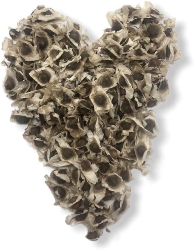 Moringa Seeds | 200 Seeds Approx. | Premium Quality | PKM1 | Edible | Planting | Moringa Oleifera| Malunggay | Semillas De Moringa | Drumstick Tree | Seeds from India (2 oz)